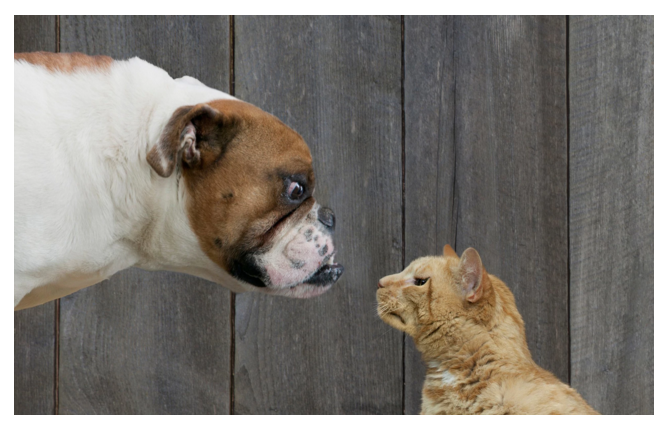 Chó hay mèo thông minh hơn? - Ảnh 1. Chó hay mèo thông minh hơn? - Ảnh 1.