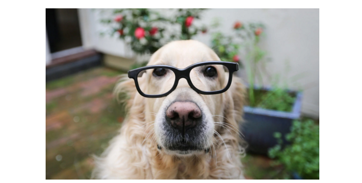 Chó hay mèo thông minh hơn? - Ảnh 2. Chó hay mèo thông minh hơn? - Ảnh 2.