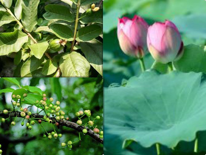 Vối, ổi, sen với bệnh nhân đái tháo đường - Ảnh 1. Vối, ổi, sen với bệnh nhân đái tháo đường - Ảnh 1.