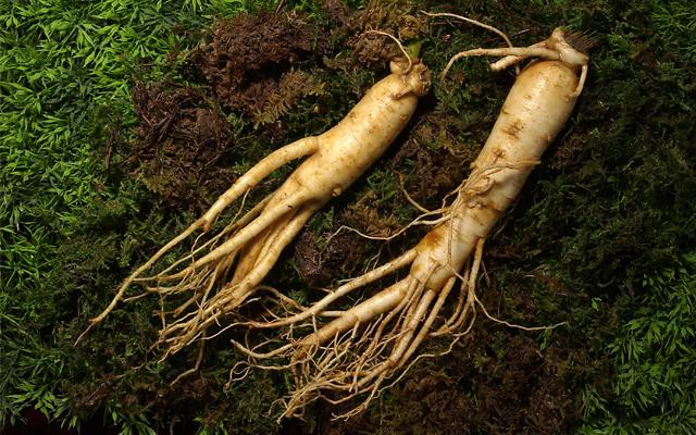 Nhân sâm có tác dụng thế nào đến sức khoẻ? - Ảnh 1. Nhân sâm có tác dụng thế nào đến sức khoẻ? - Ảnh 1.