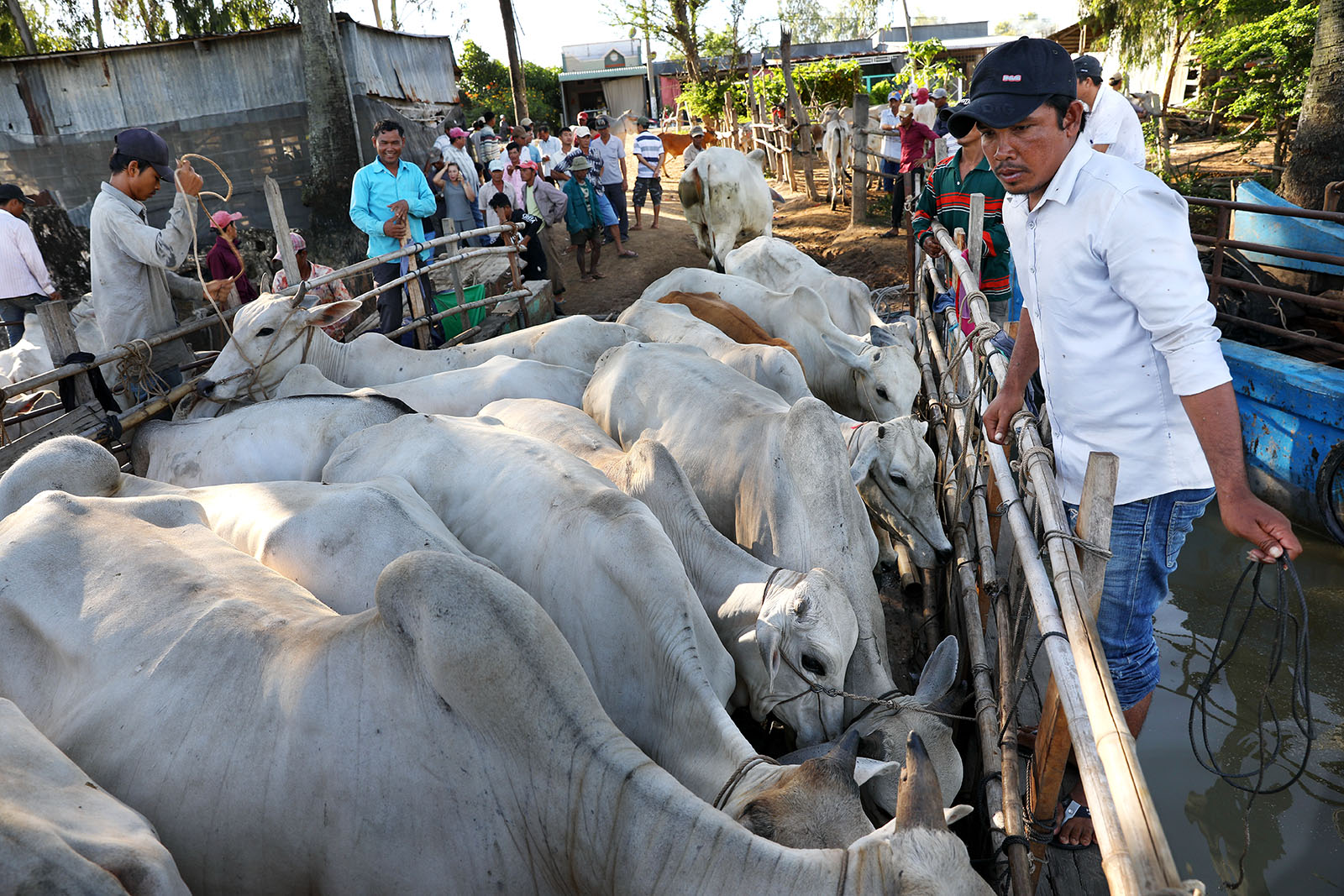 Về An Giang coi chợ bò mùa nước nổi - Ảnh 4. Về An Giang coi chợ bò mùa nước nổi - Ảnh 4.