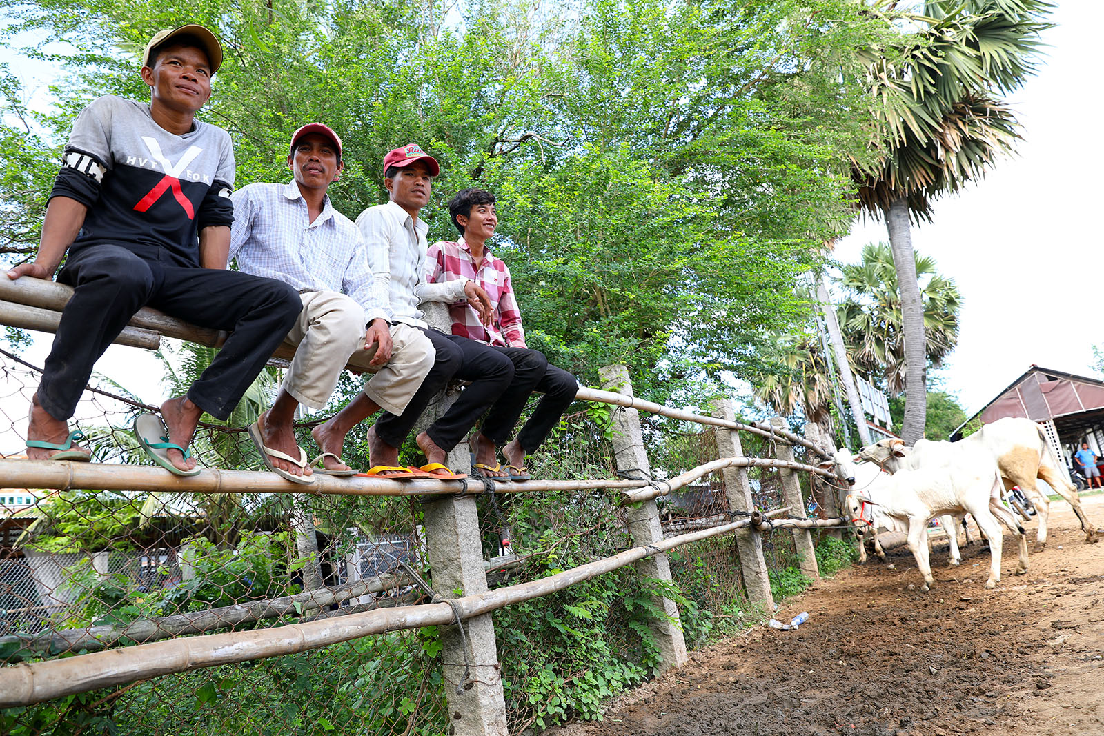 Về An Giang coi chợ bò mùa nước nổi - Ảnh 5. Về An Giang coi chợ bò mùa nước nổi - Ảnh 5.