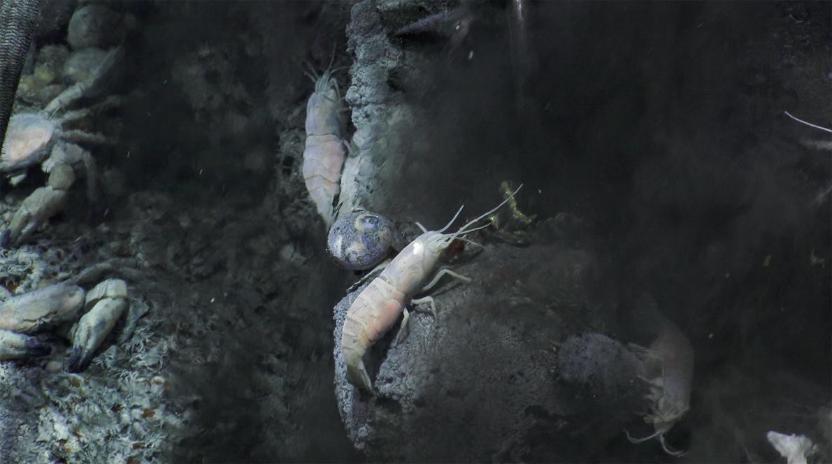 Có gì ở nơi sâu nhất Trái đất? - Ảnh 8. Có gì ở nơi sâu nhất Trái đất? - Ảnh 8.