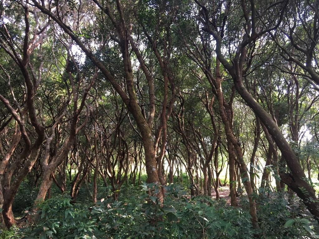 Mô hình nào để Vân Đồn thành đặc khu kinh tế? - Ảnh 1. Mô hình nào để Vân Đồn thành đặc khu kinh tế? - Ảnh 1.