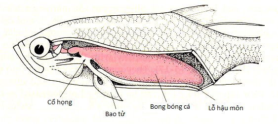 Vì sao cá chết thường nằm ngửa? - Ảnh 2.