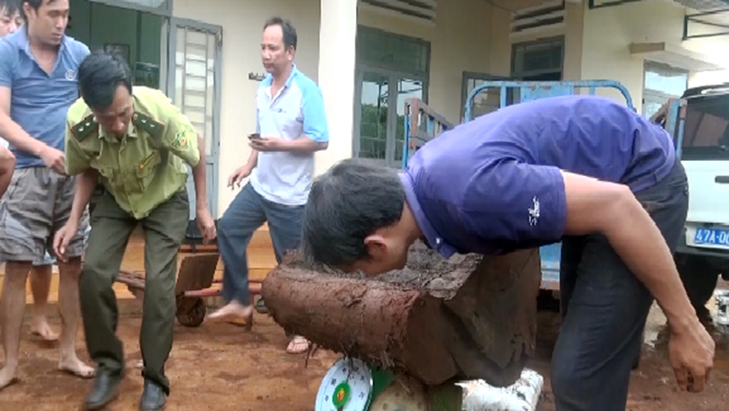 Bắt thêm 6 người cưa cây thủy tùng trong khu bảo tồn - Ảnh 1. Bắt thêm 6 người cưa cây thủy tùng trong khu bảo tồn - Ảnh 1.