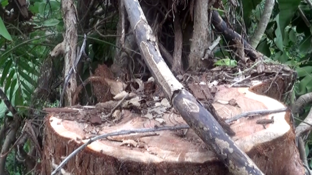 Bắt thêm 6 người cưa cây thủy tùng trong khu bảo tồn - Ảnh 3. Bắt thêm 6 người cưa cây thủy tùng trong khu bảo tồn - Ảnh 3.