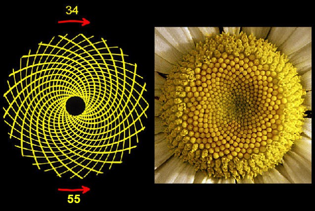 Dãy số Fibonacci và những bí ẩn trong tự nhiên - Ảnh 4. Dãy số Fibonacci và những bí ẩn trong tự nhiên - Ảnh 4.