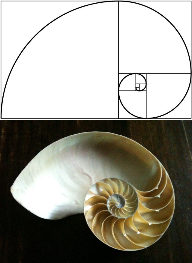 Dãy số Fibonacci và những bí ẩn trong tự nhiên - Ảnh 7. Dãy số Fibonacci và những bí ẩn trong tự nhiên - Ảnh 7.