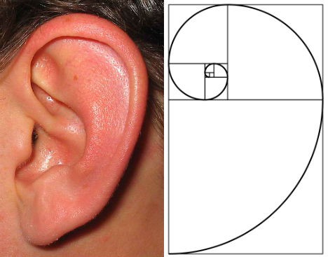 Dãy số Fibonacci và những bí ẩn trong tự nhiên - Ảnh 8. Dãy số Fibonacci và những bí ẩn trong tự nhiên - Ảnh 8.