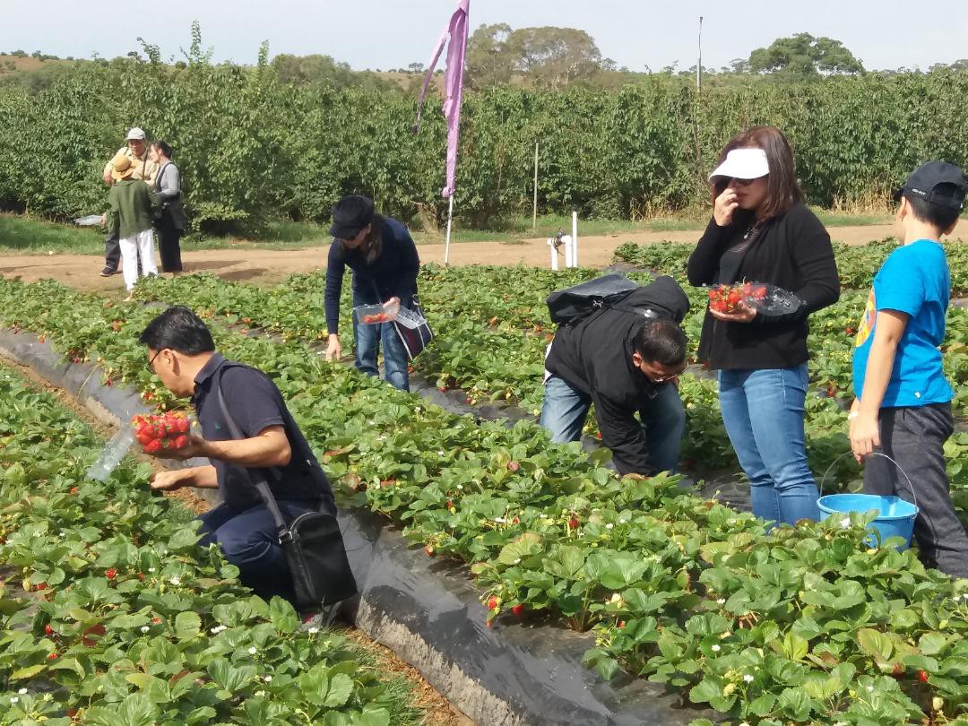 Đến Úc... coi vàng và học đãi vàng - Ảnh 1.