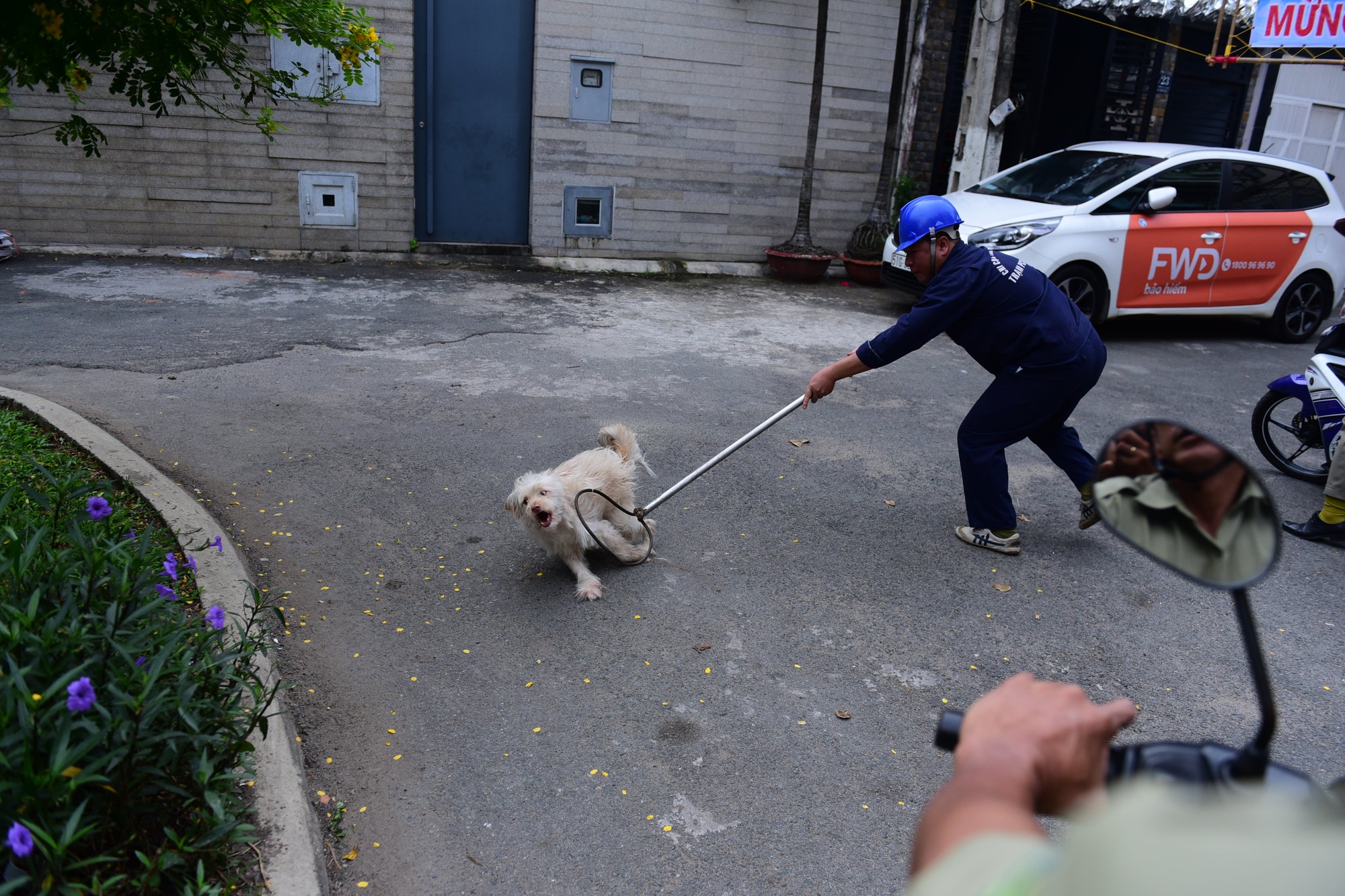Xe bắt chó, “đặc sản đô thị” Sài Gòn - Ảnh 2.