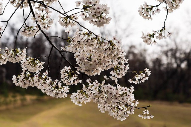 Seoul bừng sáng với hoa anh đào - Ảnh 4.