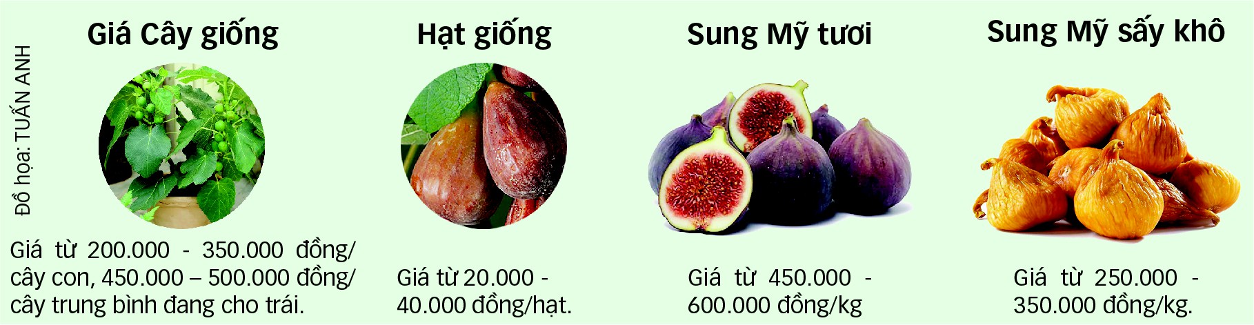 Săn lùng sung Mỹ thơm ngọt - Ảnh 2.