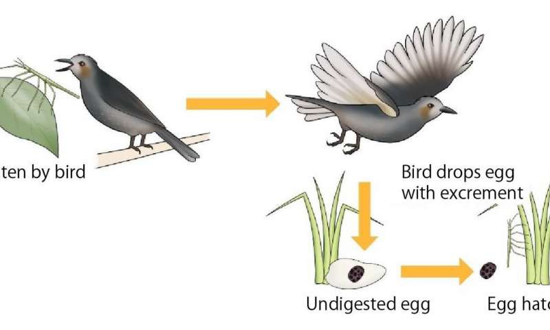 Vì sao bọ que có mặt khắp hành tinh? - Ảnh 1. Vì sao bọ que có mặt khắp hành tinh? - Ảnh 1.