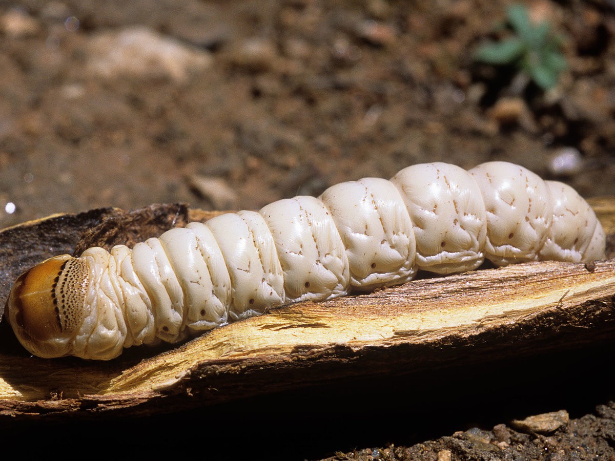 Tim rắn hổ mang còn đập vào top món ăn kinh dị nhất thế giới - Ảnh 5. Tim rắn hổ mang còn đập vào top món ăn kinh dị nhất thế giới - Ảnh 5.