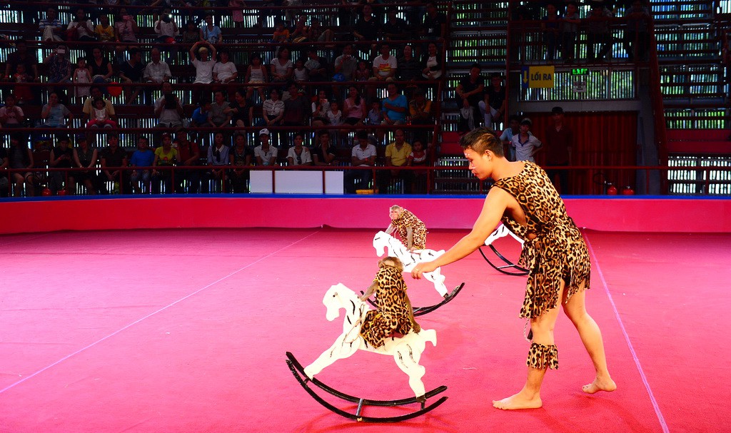 Tranh cãi quanh việc biểu diễn xiếc thú: Cấm hay không cấm? - Ảnh 1. Tranh cãi quanh việc biểu diễn xiếc thú: Cấm hay không cấm? - Ảnh 1.
