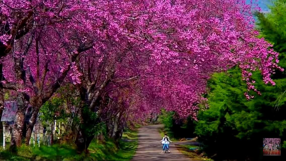 Yêu phim Thái chỉ vì xem phim xong sẽ thấy mình hạnh phúc - Ảnh 1. Yêu phim Thái chỉ vì xem phim xong sẽ thấy mình hạnh phúc - Ảnh 1.