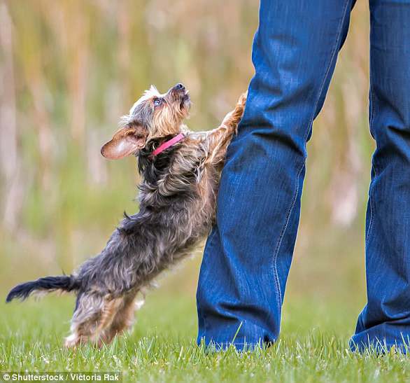 Giải mã ngôn ngữ cử chỉ những chú chó cưng - Ảnh 9.