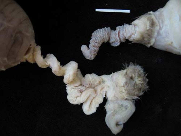 9 sự thật về loài vịt khiến bạn té ngửa - Ảnh 8. 9 sự thật về loài vịt khiến bạn té ngửa - Ảnh 8.