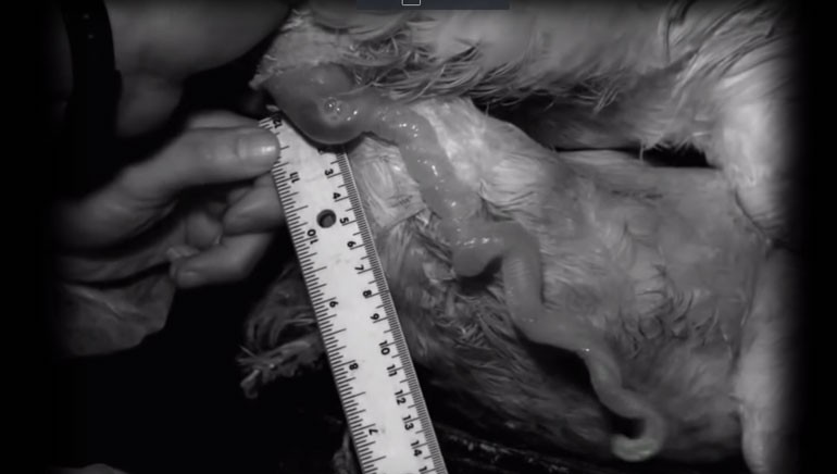 9 sự thật về loài vịt khiến bạn té ngửa - Ảnh 7. 9 sự thật về loài vịt khiến bạn té ngửa - Ảnh 7.