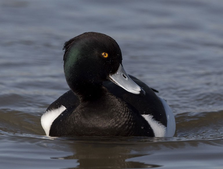 9 sự thật về loài vịt khiến bạn té ngửa - Ảnh 3. 9 sự thật về loài vịt khiến bạn té ngửa - Ảnh 3.