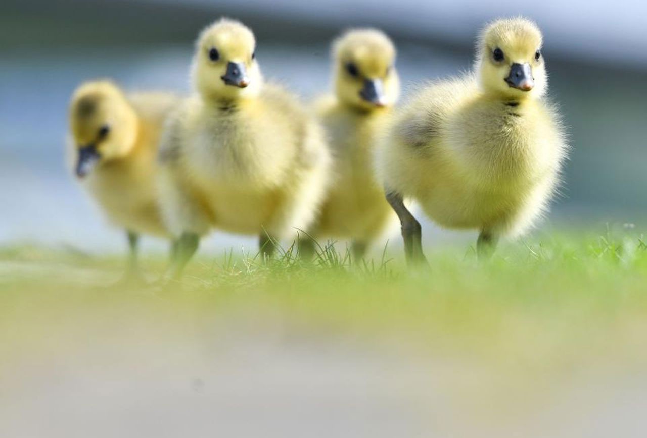 9 sự thật về loài vịt khiến bạn té ngửa - Ảnh 5. 9 sự thật về loài vịt khiến bạn té ngửa - Ảnh 5.