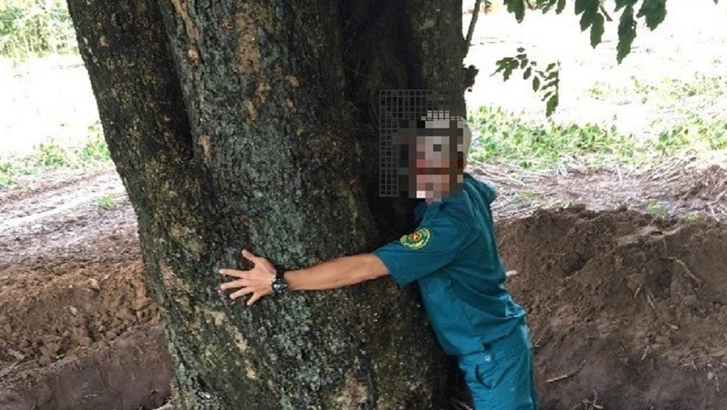 Cây giáng hương cổ thụ quý biến mất trong rừng phòng hộ - Ảnh 1.