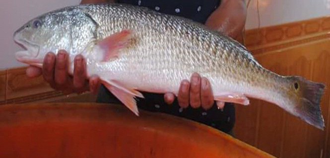 Vì sao cá sủ vàng đắt như vàng? - Ảnh 1.