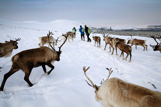 Theo chân ‘bạn đồng hành cùng ông già Noel ở Scotland - Ảnh 3.