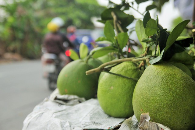 Nhà vườn miền Tây “hốt bạc” nhờ bán bưởi da xanh chưng tết - Ảnh 1.