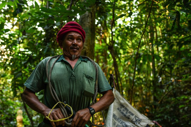 Săn mật ong trên những ngọn cây chọc trời ở Malaysia - Ảnh 7.