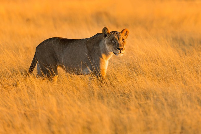 Sắc màu hoang dã Namibia - Ảnh 7.