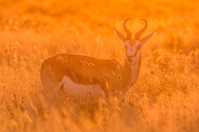 Sắc màu hoang dã Namibia - Ảnh 9.