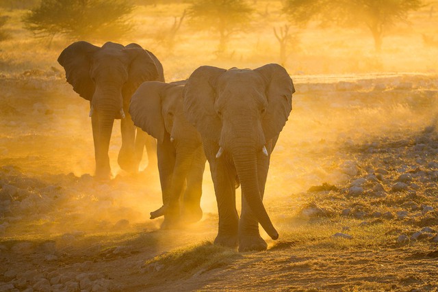 Sắc màu hoang dã Namibia - Ảnh 8.