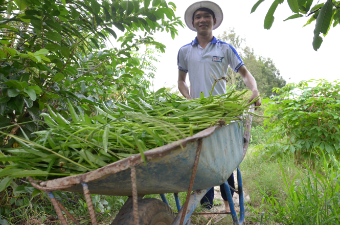 Đạt đi cắt rau mướn phụ giúp các cô - Ảnh: T.Hằng