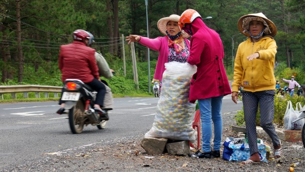 Người trồng hồng đổ ra đèo Prenn đón đầu xe chở du khách để bán hồng với giá rẻ - Ảnh: C.Thành