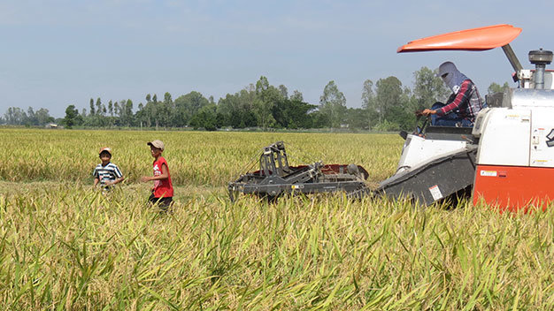 Đất Lâm trường Bưu điện bị biến thành đất trồng lúa, sau đó được mua bán sang tay cho các cá nhân - Ảnh: Đ.Vịnh
