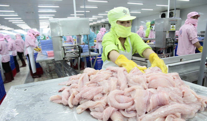 Chế biến cá tra xuất khẩu tại Công ty TNHH Công nghiệp thủy sản miền Nam (TP Cần Thơ) - Ảnh: Chí Quốc