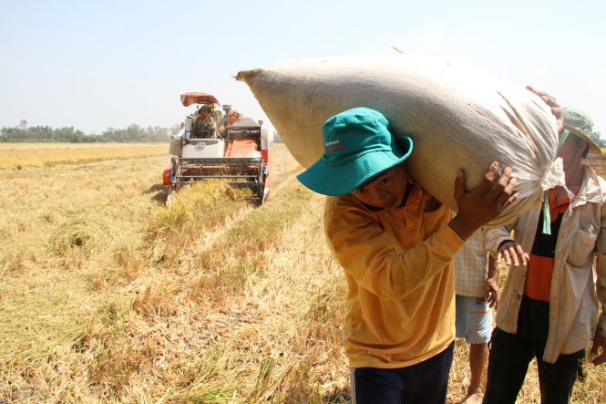 Thu hoạch lúa ở xã Mỹ Trung, huyện Cái Bè (tỉnh Tiền Giang). Do không bán được, nông dân chất lúa đầy trên bờ kênh suốt nhiều ngày liền chờ thương lái đến mua - Ảnh: Vân Trường