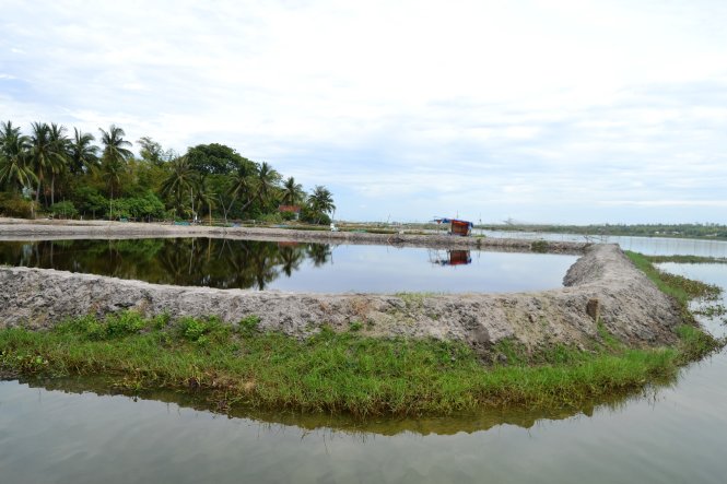 Ao tôm dày đặc trên sông Trường Giang đoạn qua huyện Thăng Bình (Quảng Nam) - Ảnh: Lê Trung