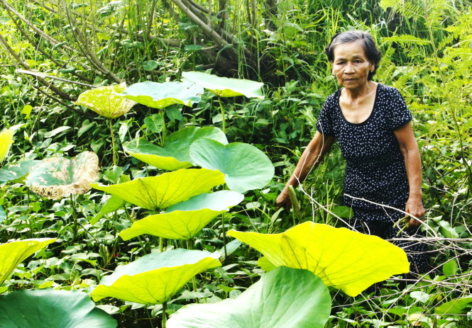 43 năm làm dâu Việt Nam, bà Som Nuol (Huỳnh Thị Nương) nói mỗi gương sen, bờ ruộng ở Việt Nam cũng thân thuộc, gần gũi như quê nhà Svay Rieng của bà - Ảnh: Viễn Sự