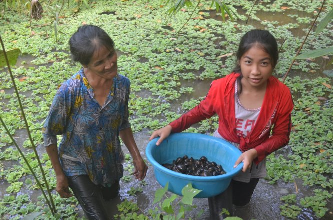 Sau mấy giờ đầm mình dưới nước, hai mẹ con Tuyền bắt được gần 2kg ốc Ảnh: MINH TÂM