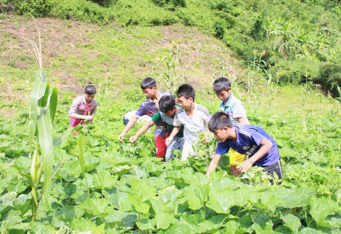 Các em học sinh Trường Nậm Típ cùng hái rau chuẩn bị bữa cơm trưa - Ảnh: Đào Thọ