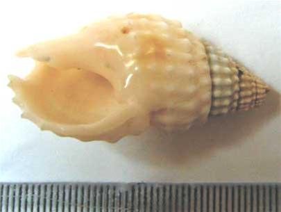 hrOXQCH0.jpg
