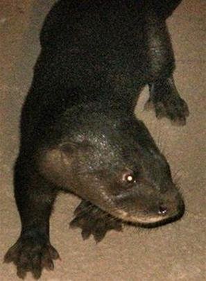 aq98GlIh.jpg