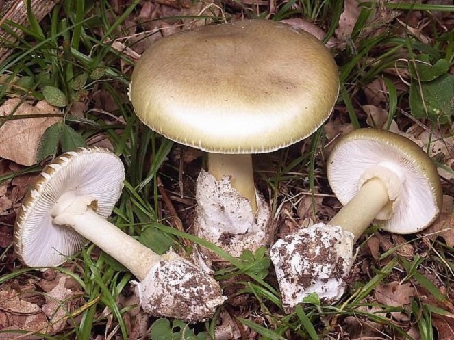 hinh-10-1433833322.jpg