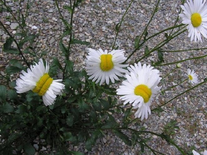 hinh-9-1436932680.jpg