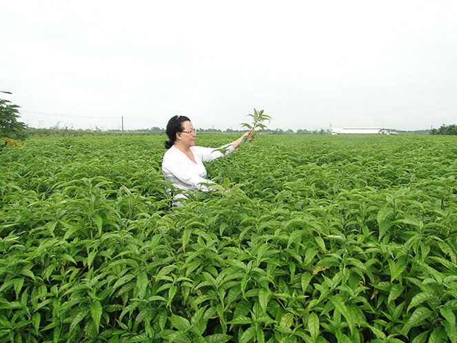 hoan-ngoc-1-1437470140.jpg
