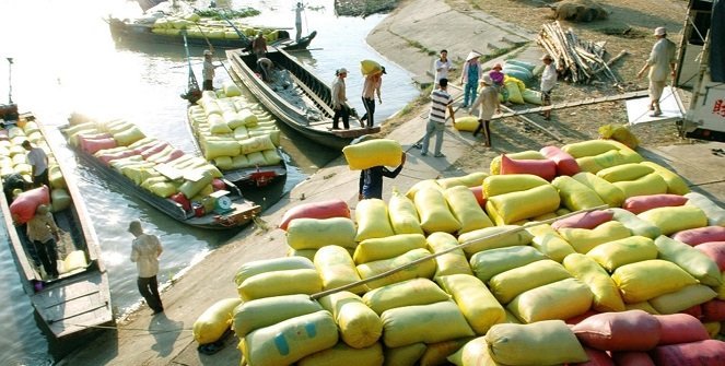 Nhiều điều kiện để được xuất khẩu gạo đã được bỏ trong dự thảo Nghị định mới do Bộ Công thương soạn thảo. Ảnh: Tư liệu Tuổi trẻ
